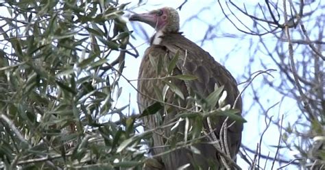 Endangered hooded vulture escapes from Bay Area zoo